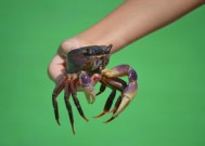 吃完螃蟹千万别碰5种食物（ 为什么吃完螃蟹后要避免特定的食物？）